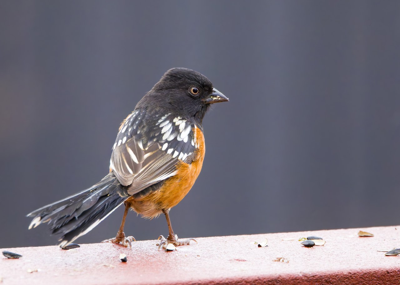 Spotted Towhee standing on a ledge with black head, white wing spots, and orange sides.