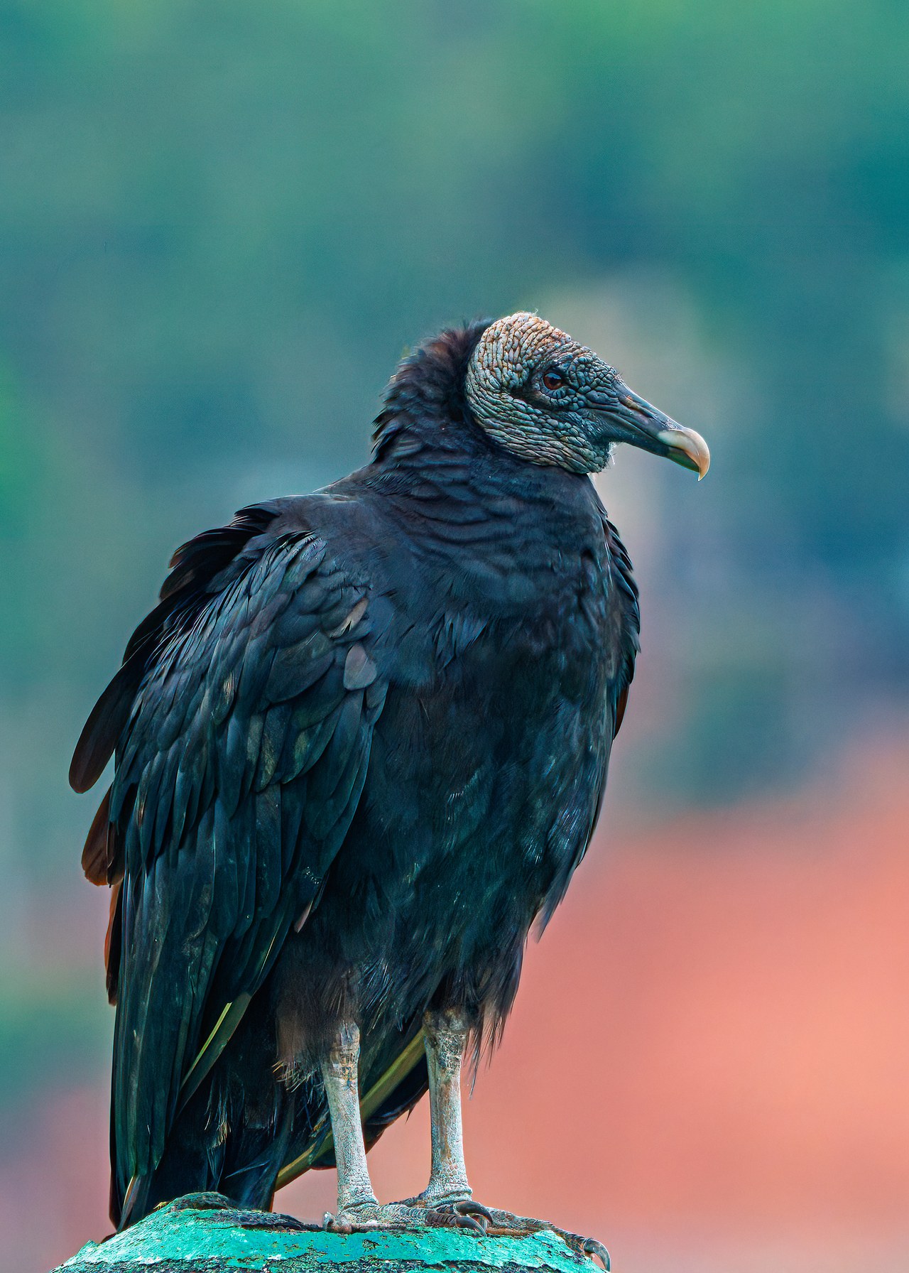Black Vulture perched on a post in Colombia, showing its dark plumage, bare gray head, and compact shape.