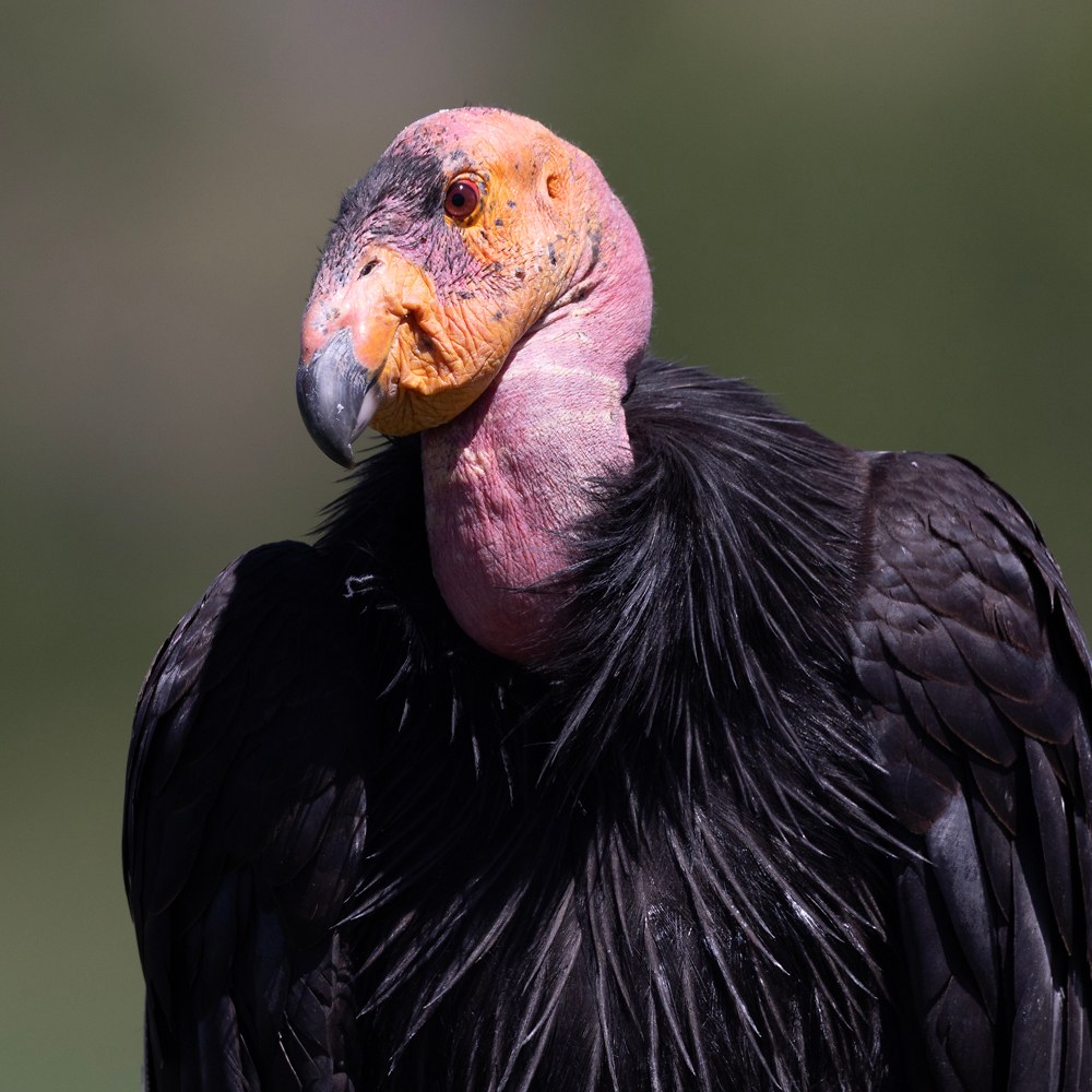California Condor portrait showing its bald pink and orange head, heavy hooked bill, and glossy black neck feathers.