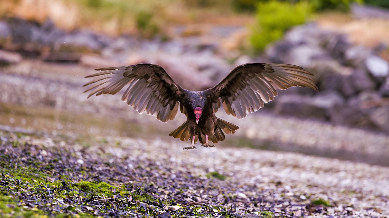 Turkey Vulture flying directly toward the camera with its broad wings fully spread.