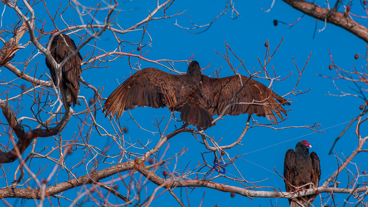 Three Turkey Vultures perched in a bare tree, including one holding its wings wide in an early-morning sunning posture.