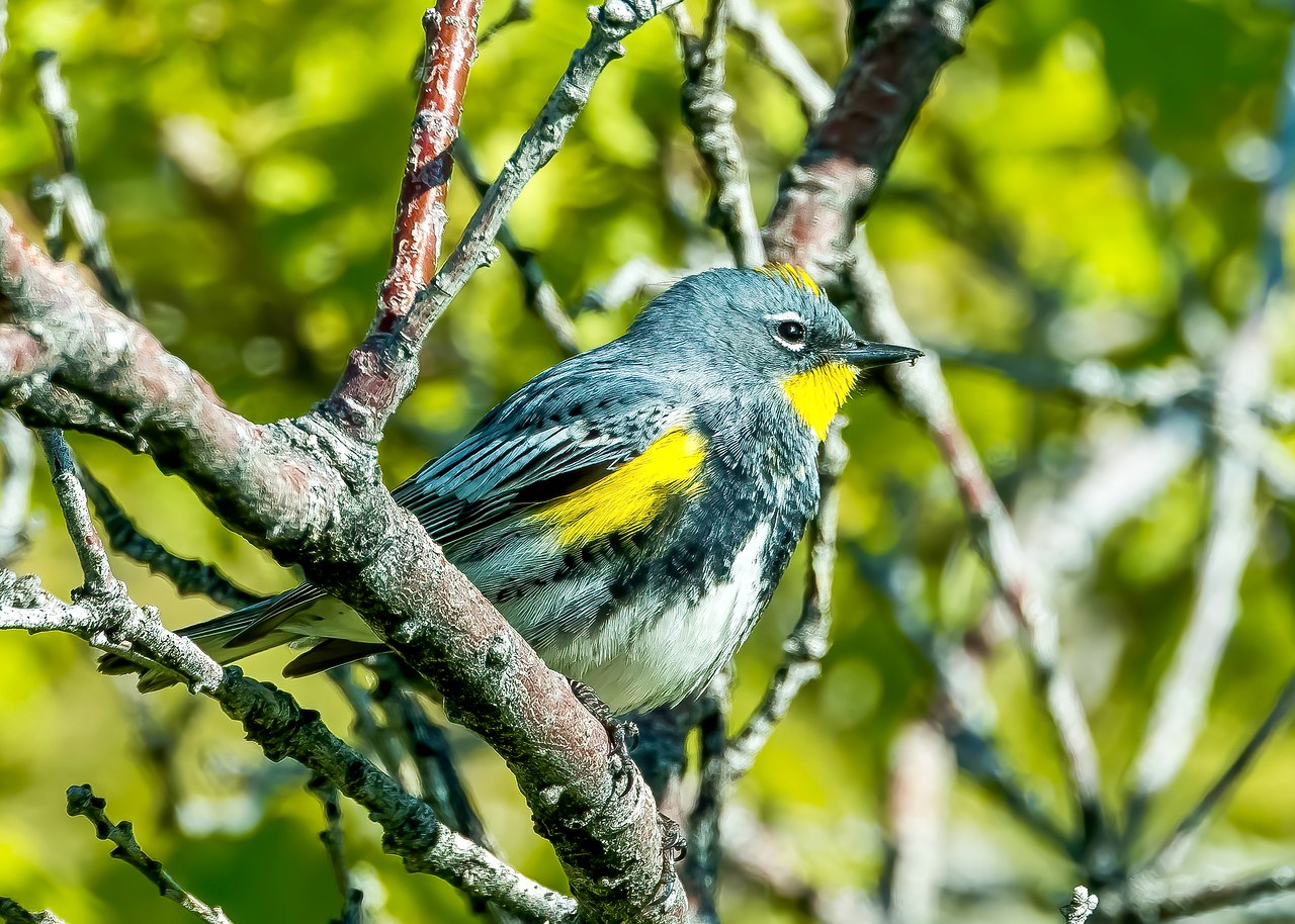 Audubon's Yellow-rumped Warbler perched on a branch showing gray plumage, yellow throat, and yellow patches.