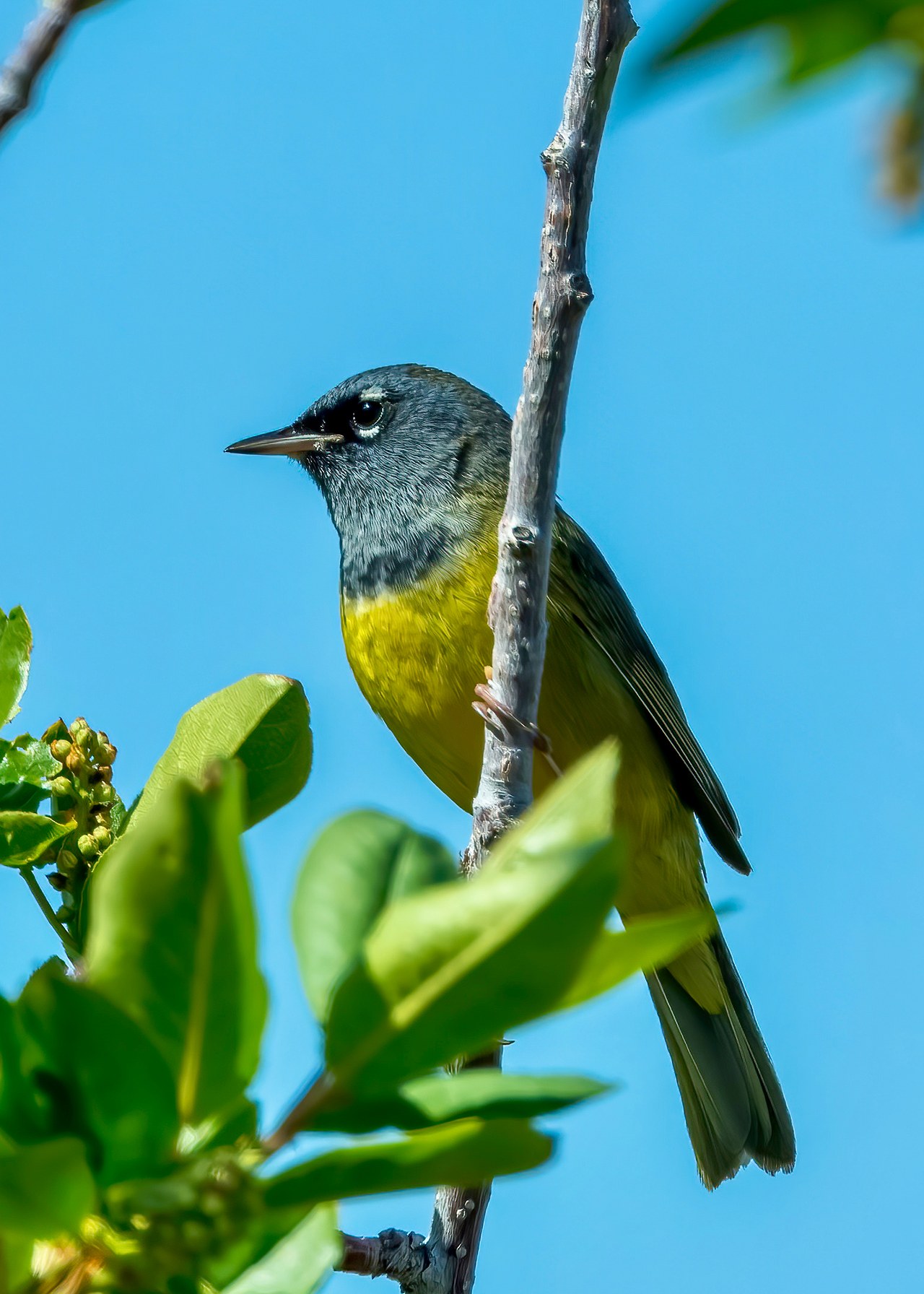 MacGillivray's Warbler perched among branches with gray hood, white eye-arcs, and yellow belly.