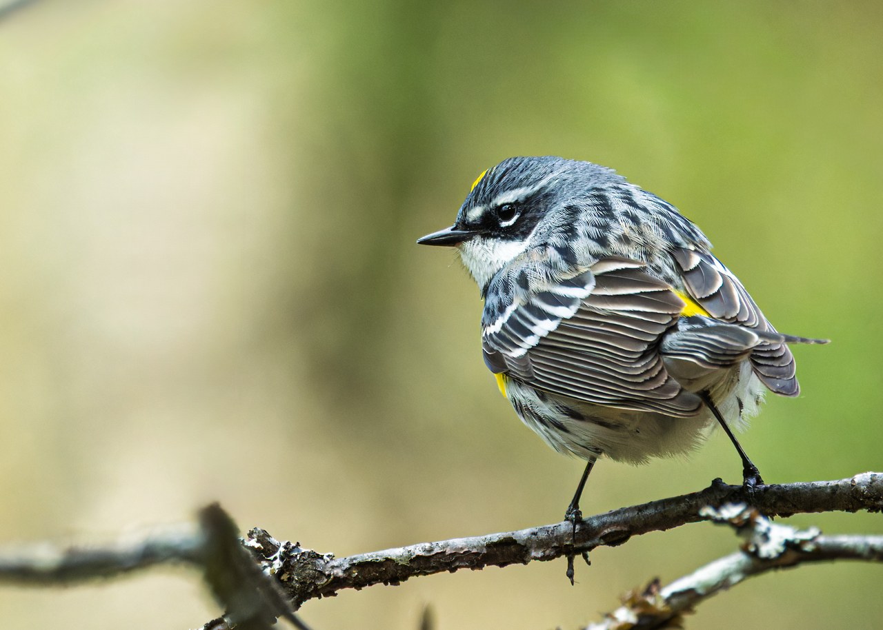 Myrtle Warbler perched on a branch showing white throat and bold black-and-white facial pattern.