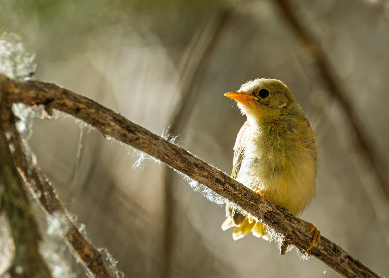 Juvenile Northern Yellow Warbler perched on a branch in warm light.