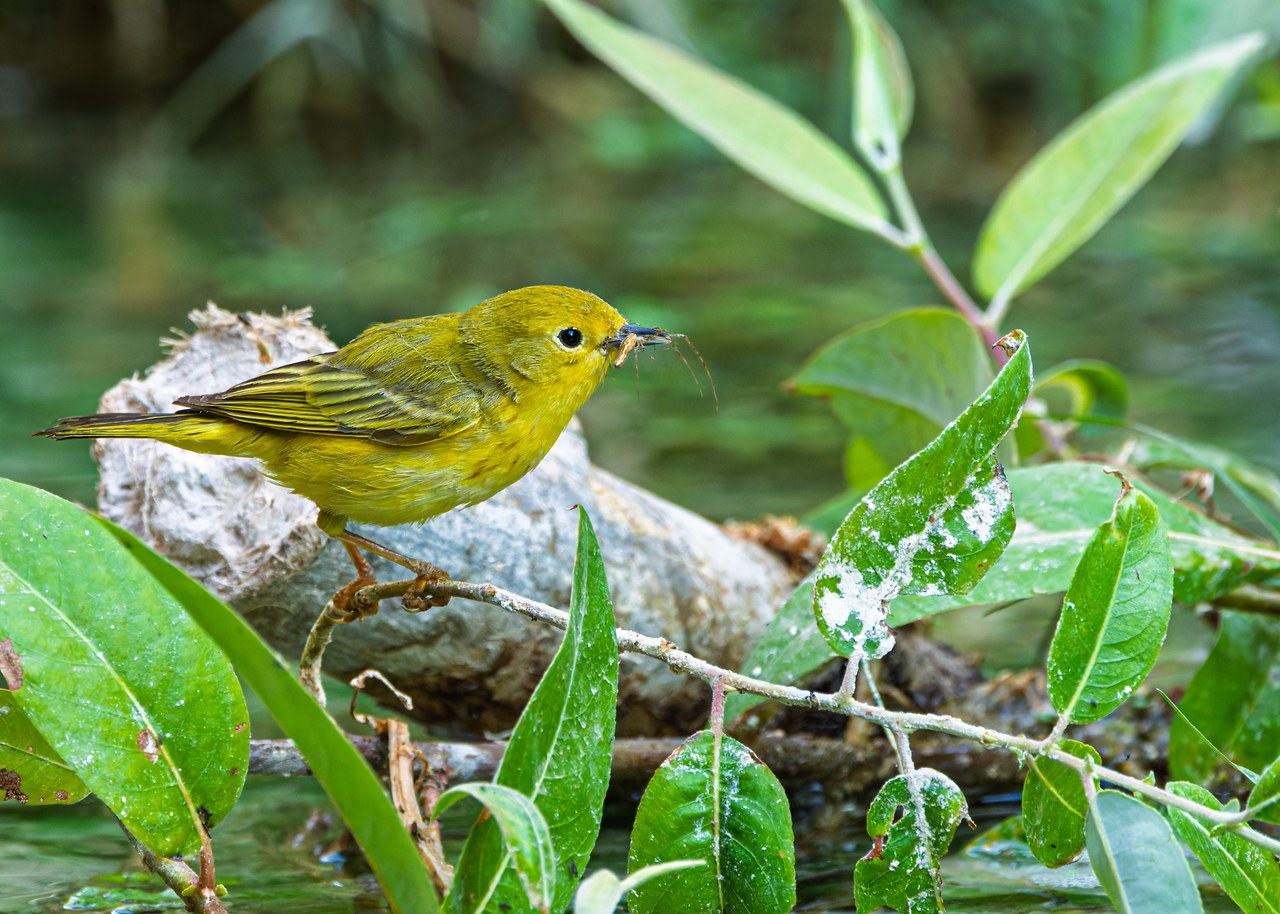Northern Yellow Warbler holding insects while perched near leaves.