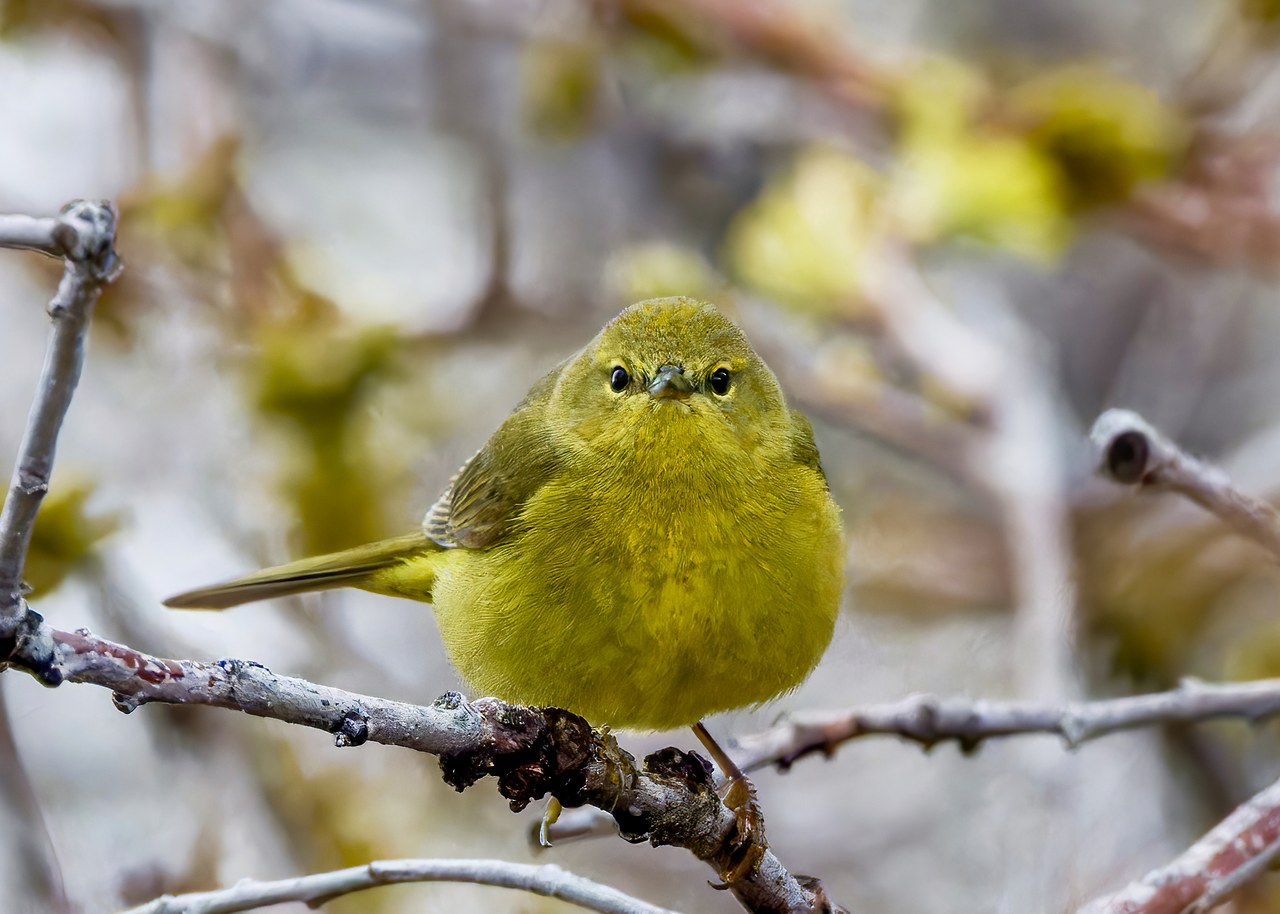 Orange-crowned Warbler perched on a branch showing olive-green plumage.