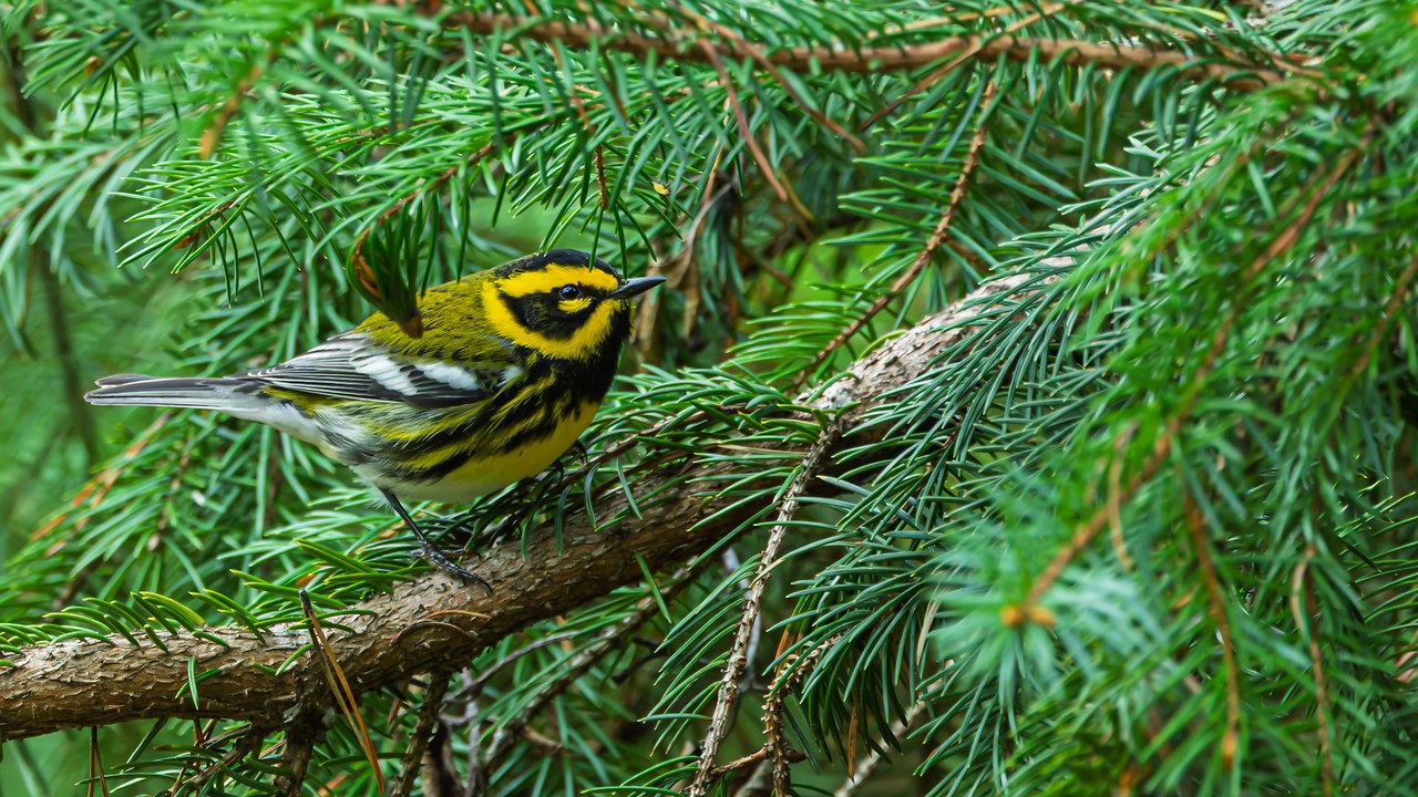 Townsend's Warbler perched among green pine needles.