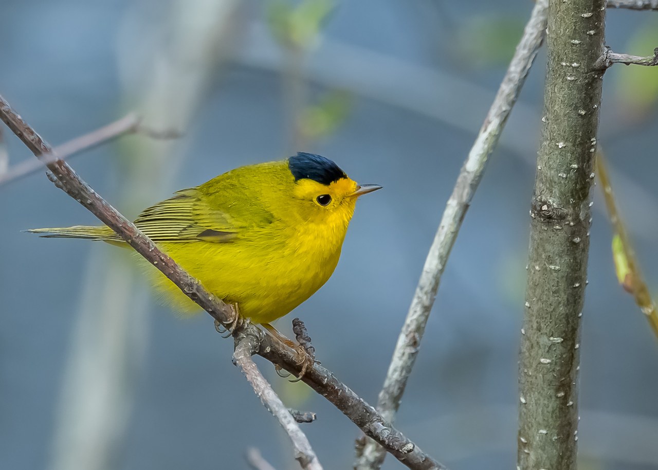 Wilson's Warbler perched on a branch showing bright yellow body and black cap.