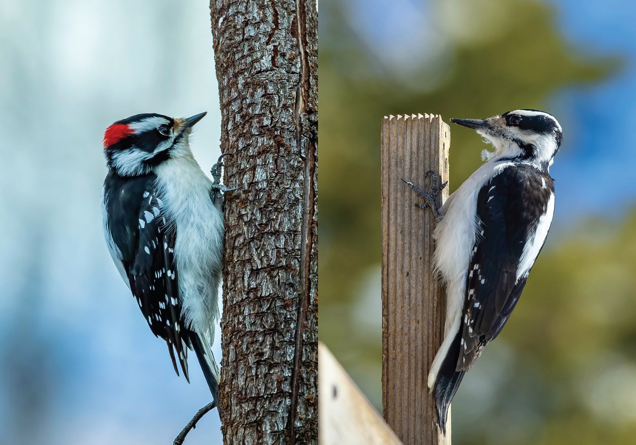 Side-by-side comparison of Downy Woodpecker and Hairy Woodpecker highlighting bill size difference