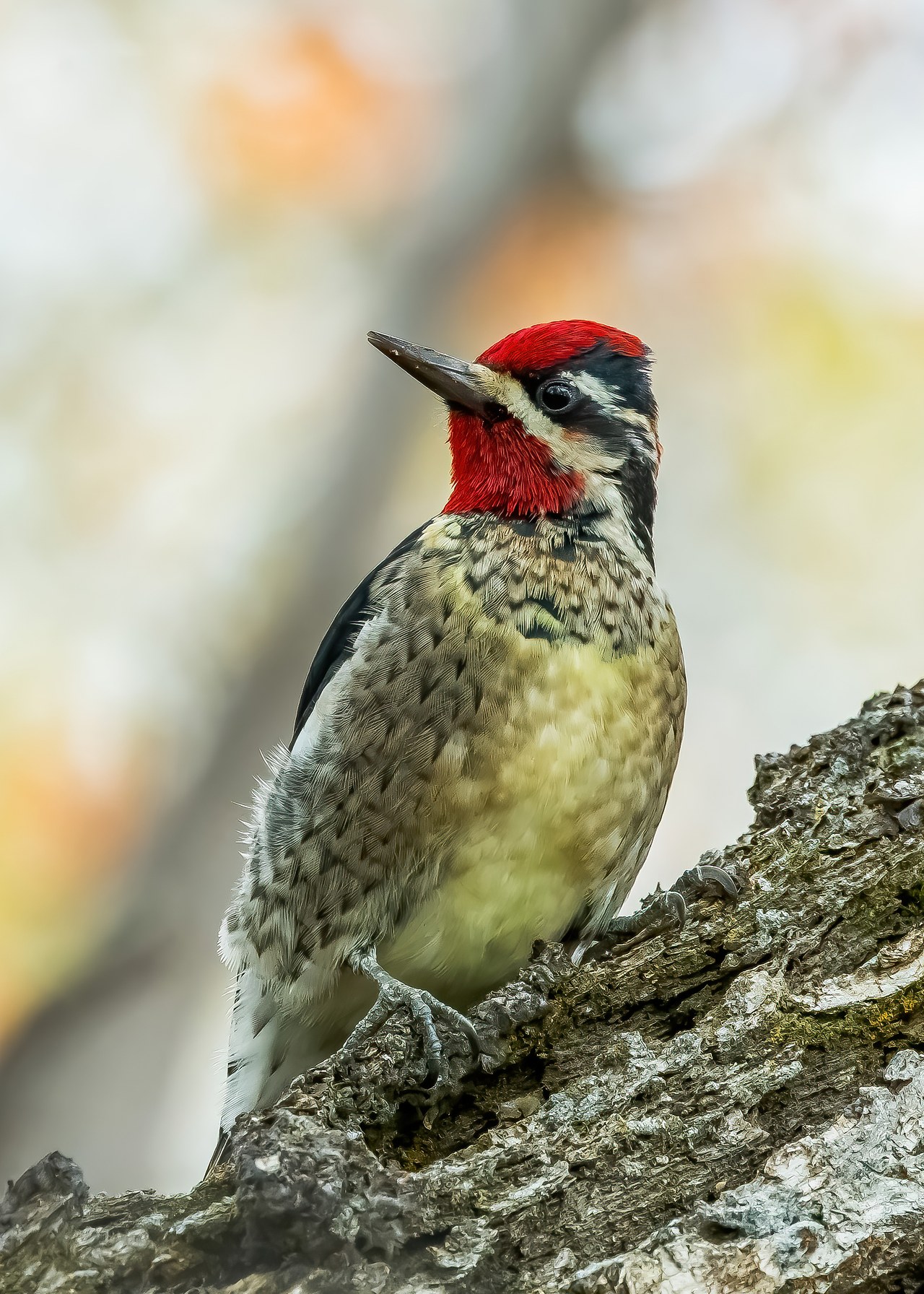 Red-naped Sapsucker perched on a tree trunk with red head and patterned back
