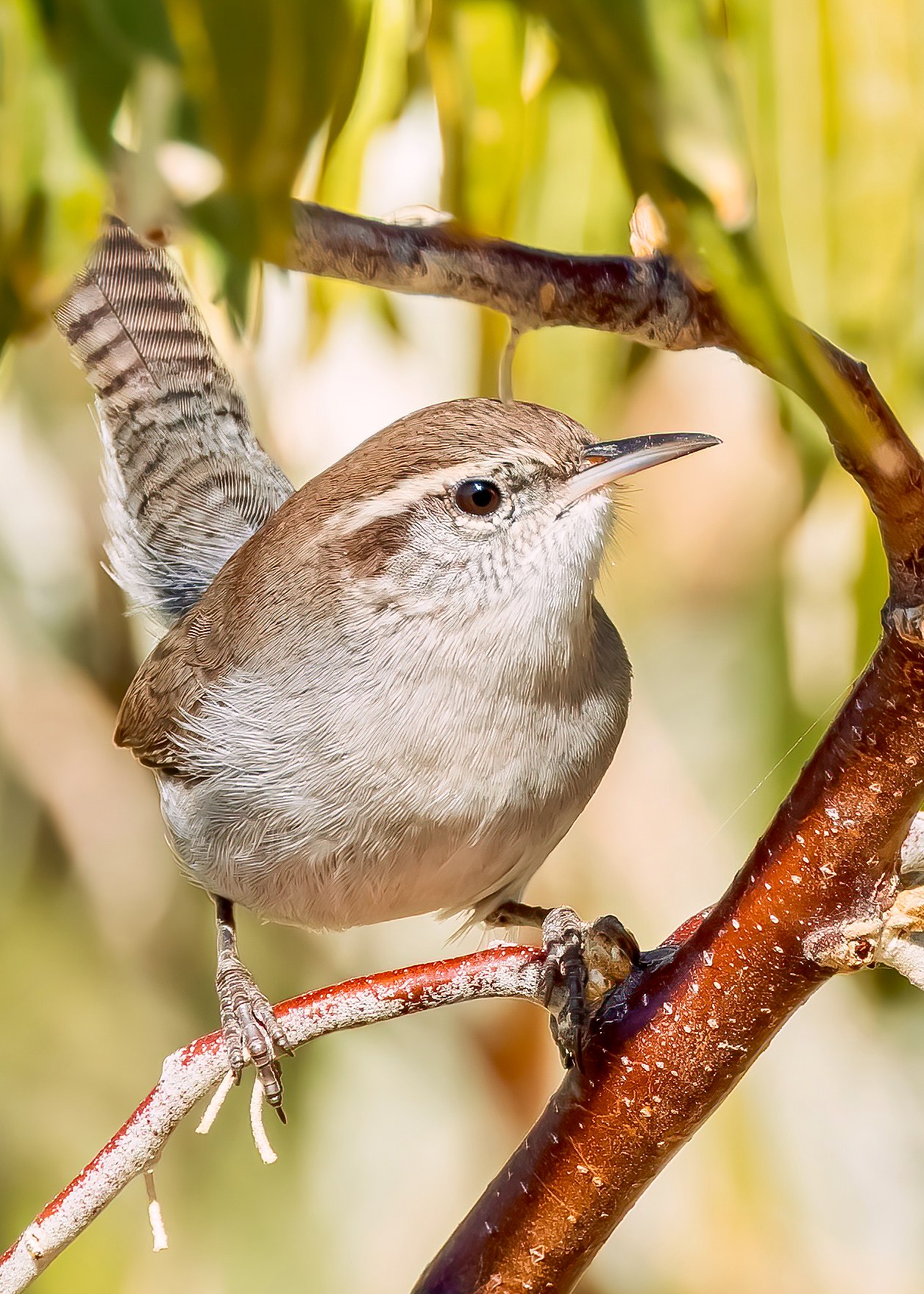 Bewick's Wren perched with its tail cocked upward among branches.