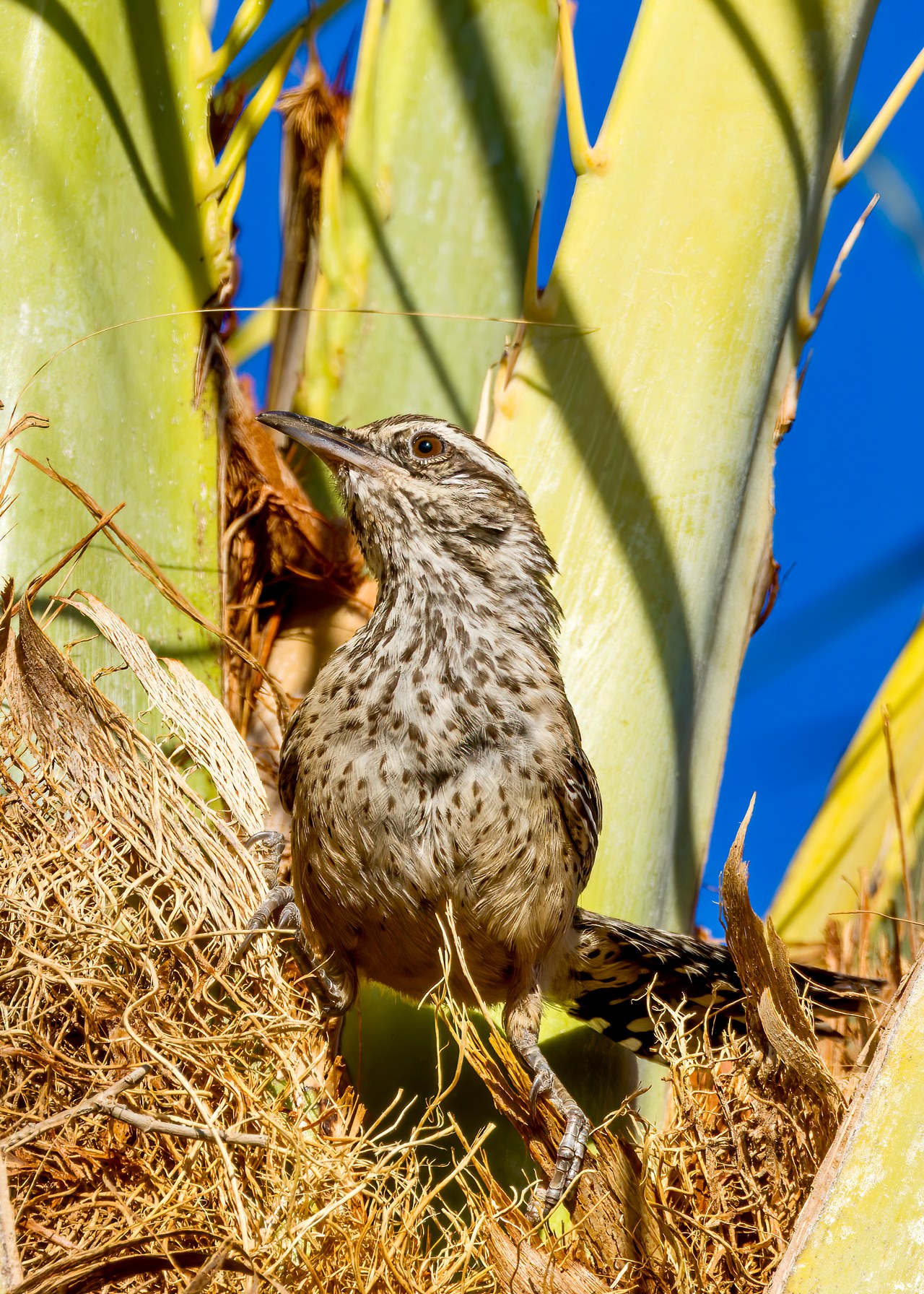 Cactus Wren perched among desert yucca with bright blue sky behind it.