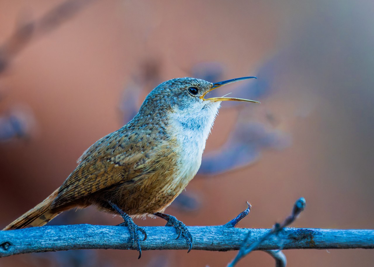 Canyon Wren singing from a branch with a soft red background.