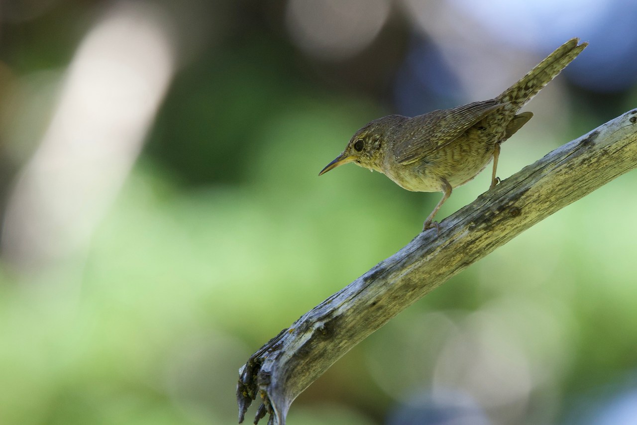 House Wren perched on a branch.