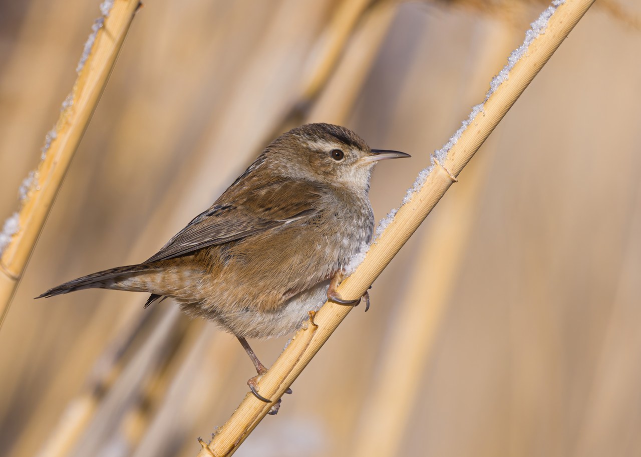 Marsh Wren perched among pale reeds with snow on the stalks.