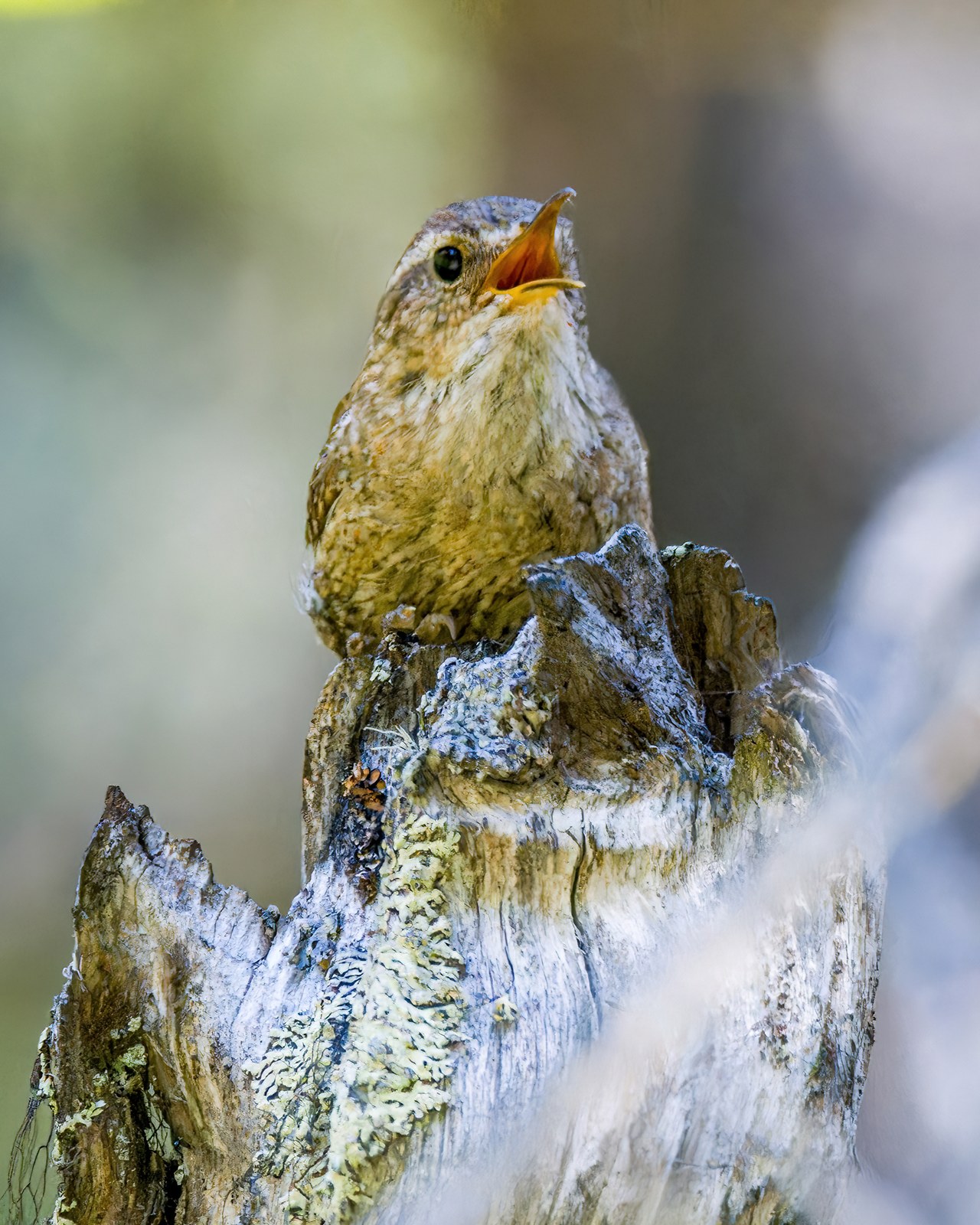 Pacific Wren perched in forest habitat.