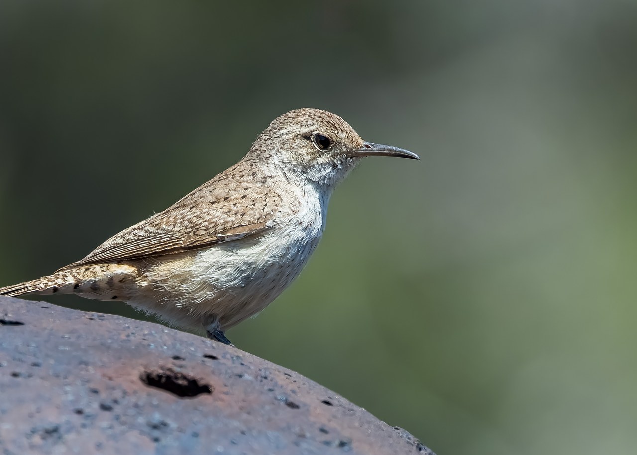 Rock Wren perched on a gray boulder with soft green background.