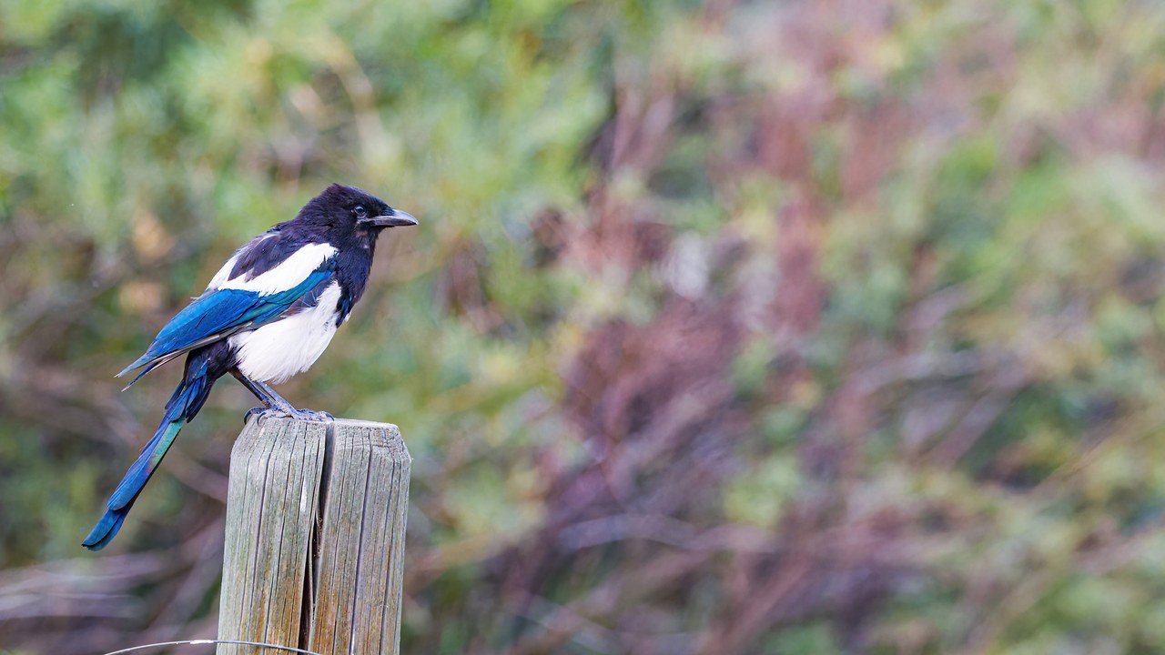Black-billed Magpie perched on a fence post