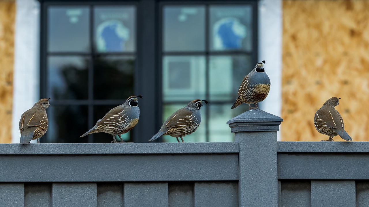 California Quail perched together on a backyard fence, the bird that sparked the most stories at ACT Local Community Night