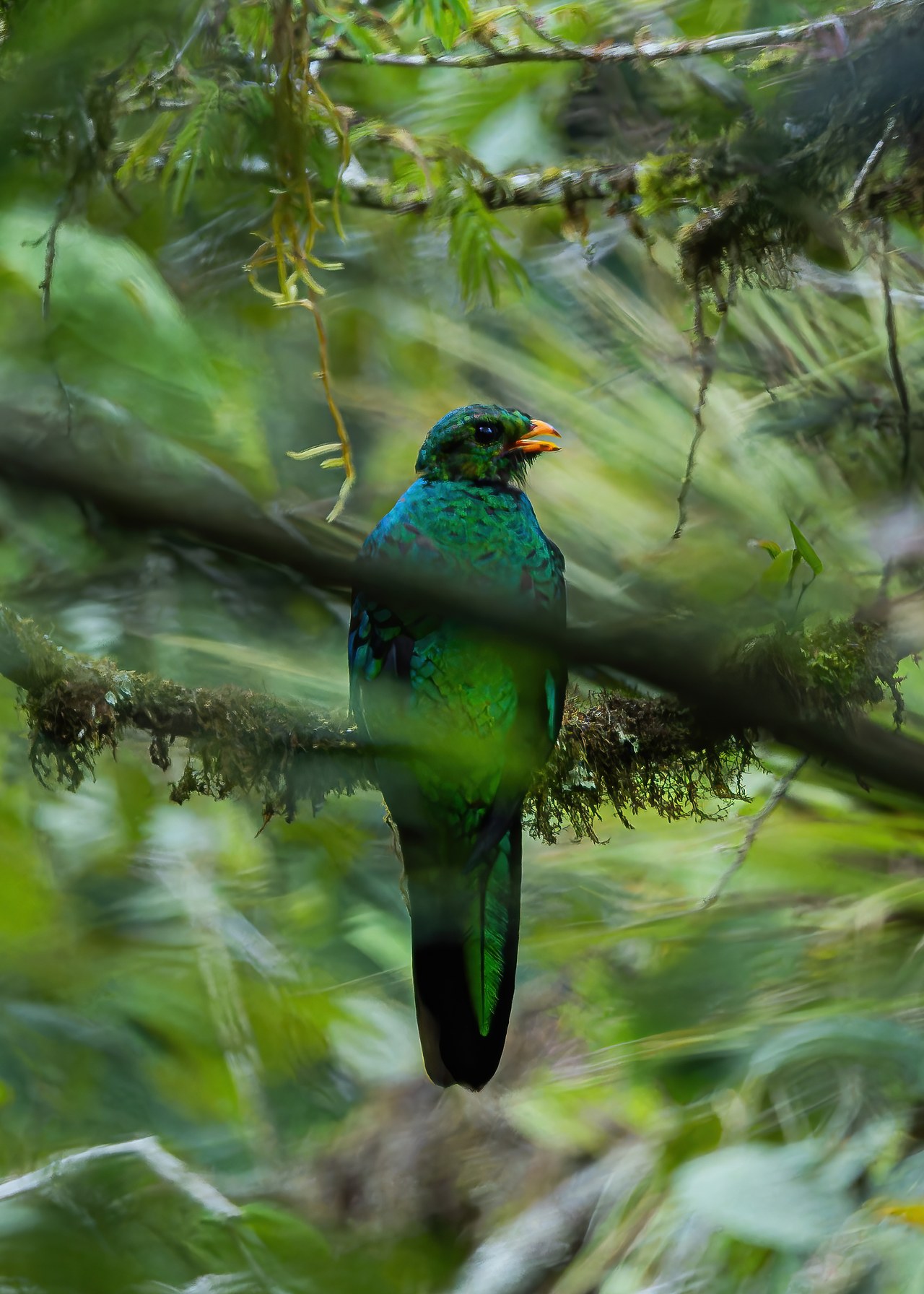 Golden-headed Quetzal perched quietly among mossy branches in cloud forest habitat