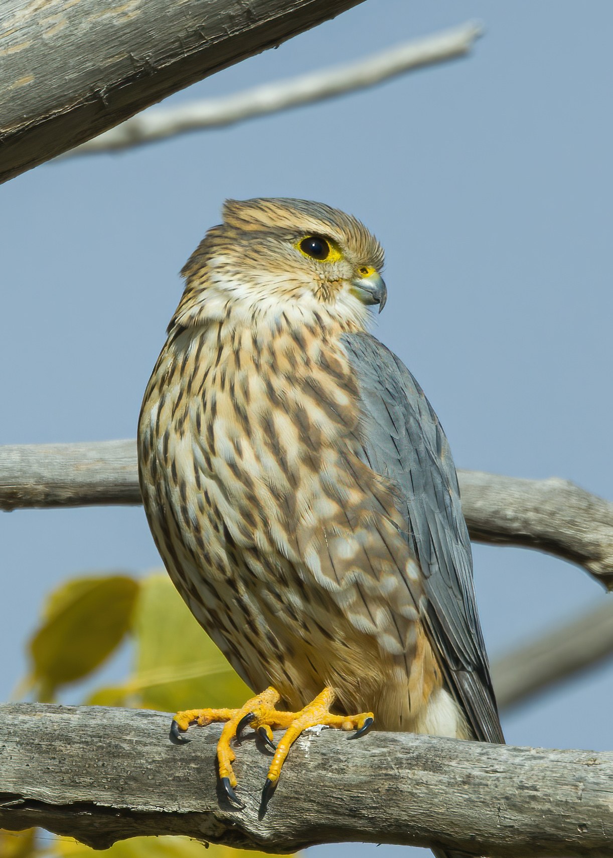 Merlin falcon perched on a branch showing its streaked chest and yellow eye ring