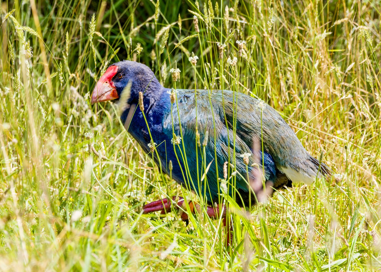 Takahe walking through tall grass showing its deep blue feathers and large red bill