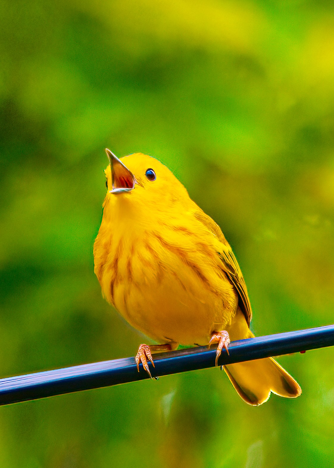 Bright yellow male Yellow Warbler perched on a wire mid-song