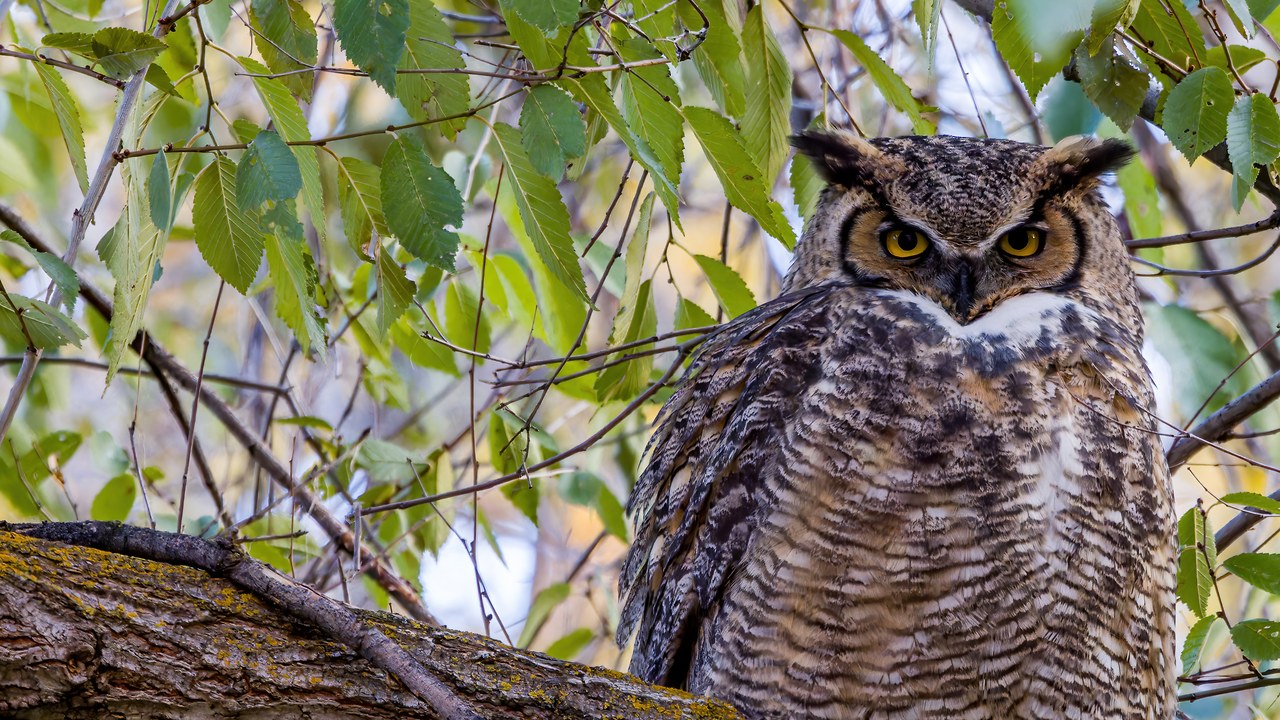 A small group of birders on a trail, binoculars raised, pausing to watch a bird together