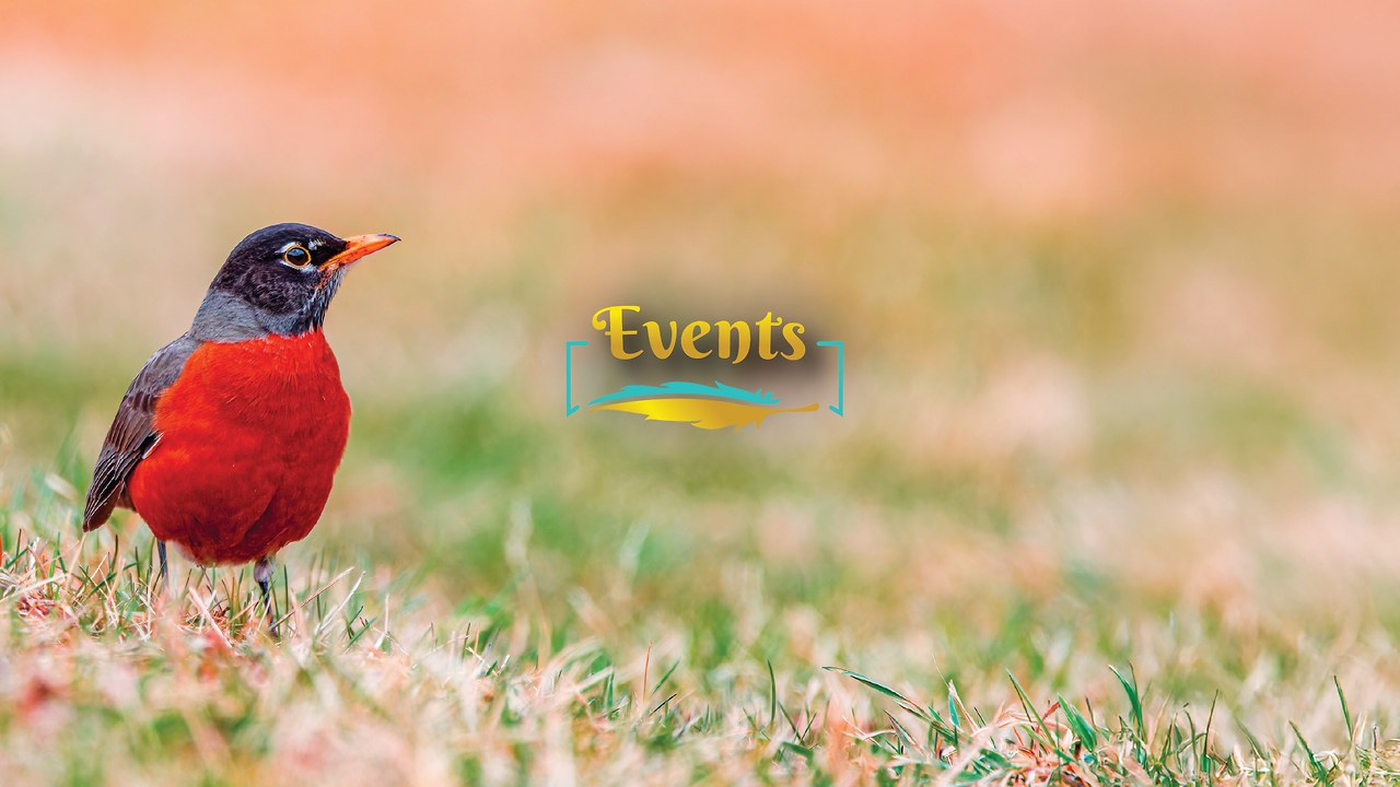 American Robin standing in grass, facing right, with a vivid red breast