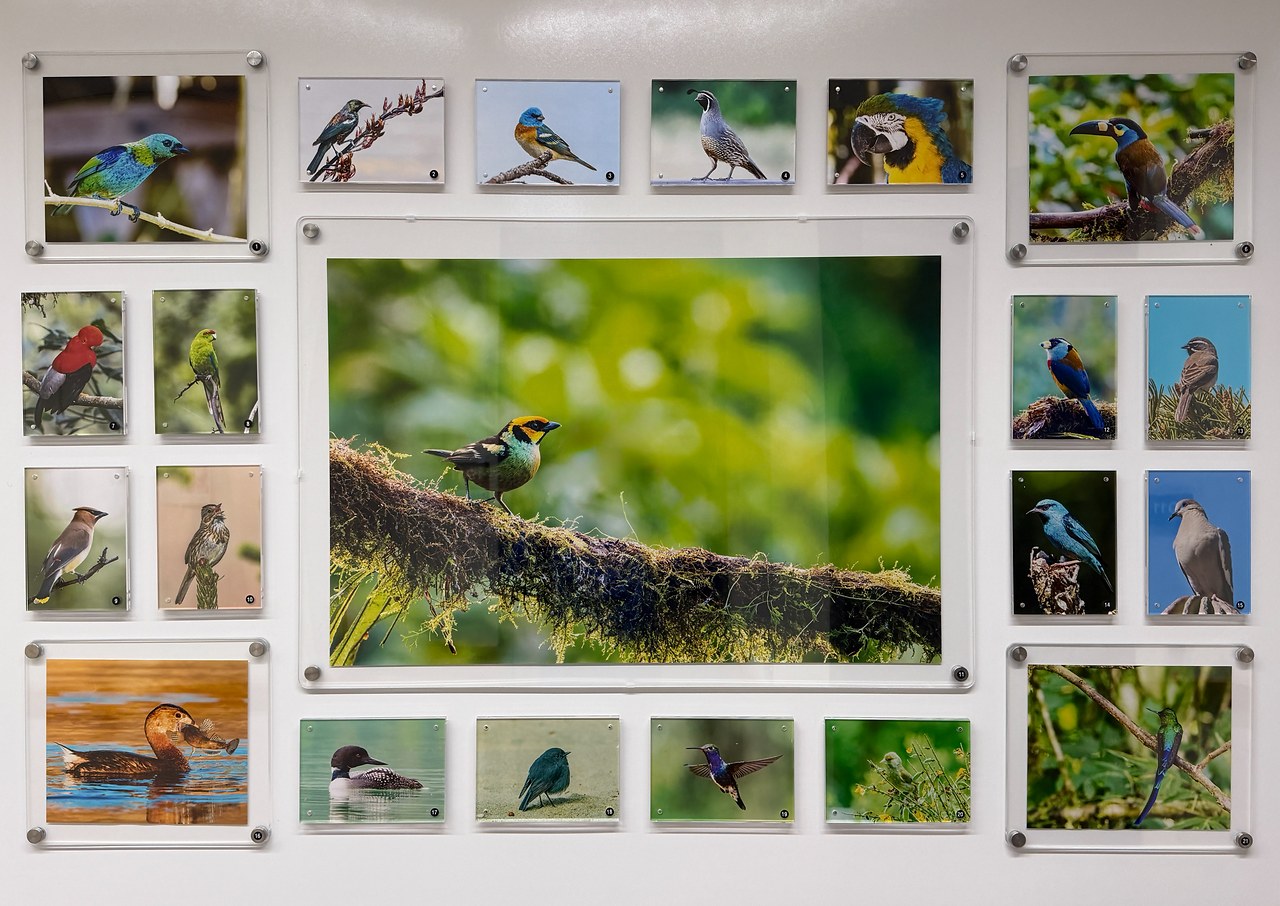Completed floating acrylic bird photography gallery wall with center hero print and surrounding frames