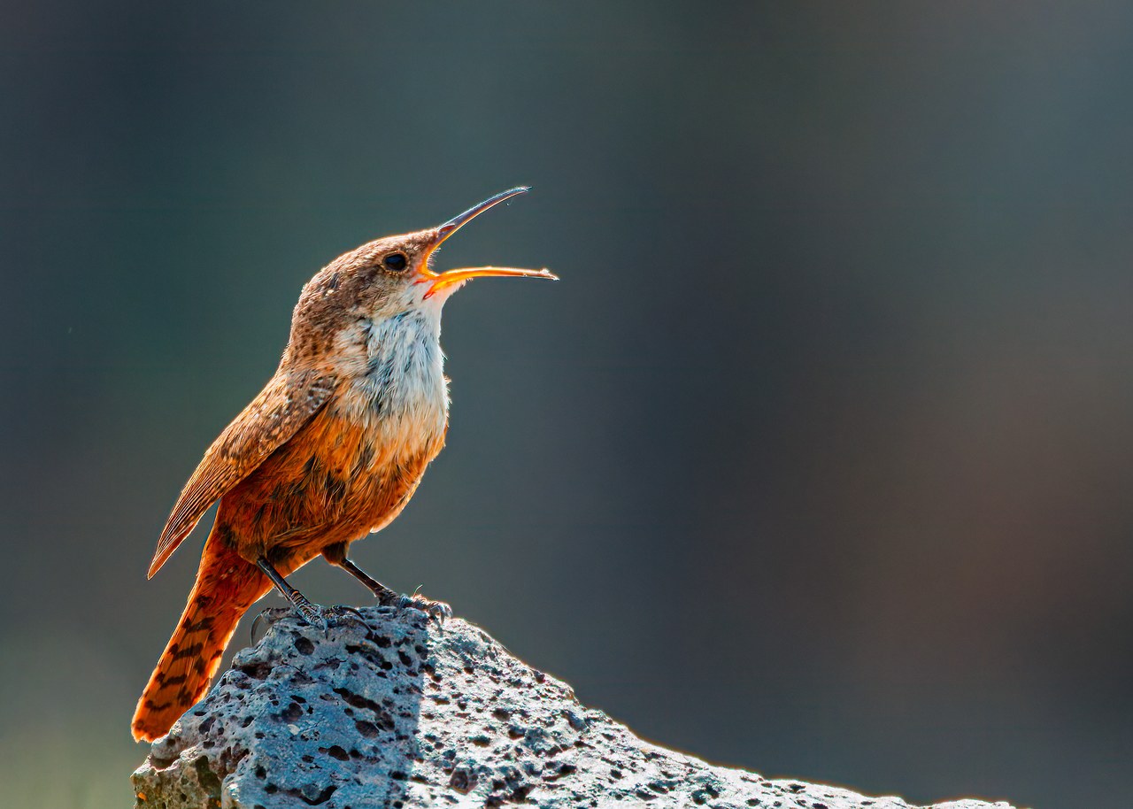 Canyon Wren perched on lava rock