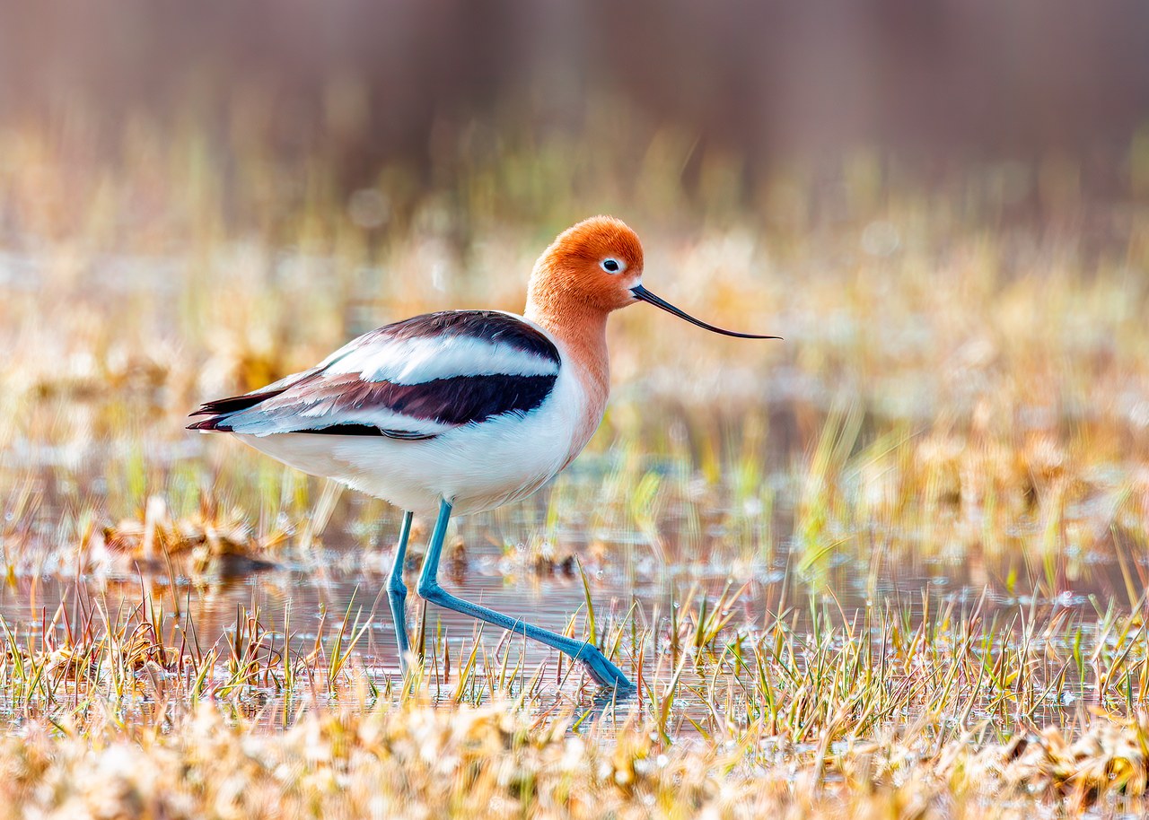 American Avocet feeding in shallow marsh water near Diamond Fork