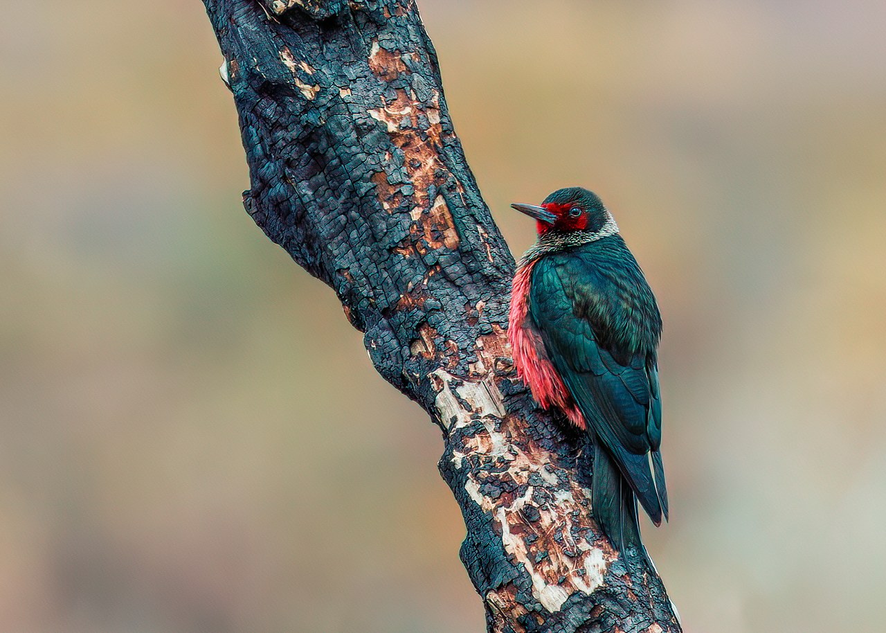 Lewis's Woodpecker perched on a cottonwood snag in Diamond Fork Canyon