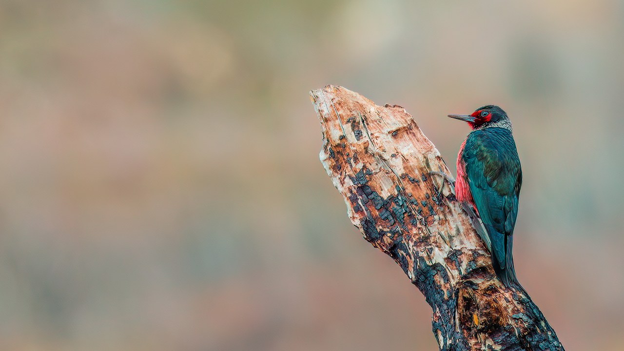 Lewis's Woodpecker perched on a weathered tree trunk in warm canyon light near Diamond Fork Canyon, Utah
