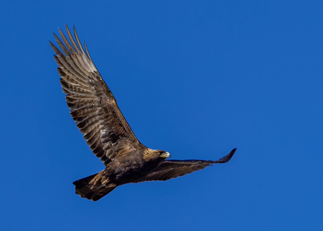 Golden Eagle soaring in the blue sky