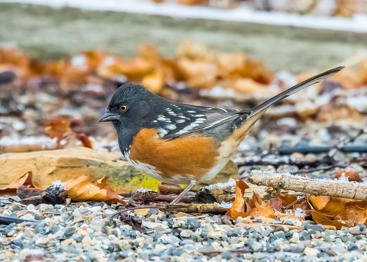 Spotted Towhee standing in leaf litter and gravel