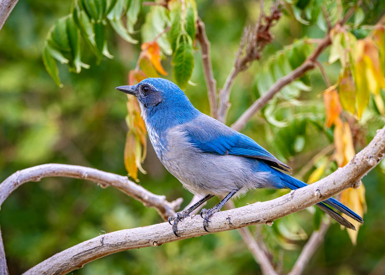 Woodhouse's Scrub-Jay perched on a fence near open canyon habitat