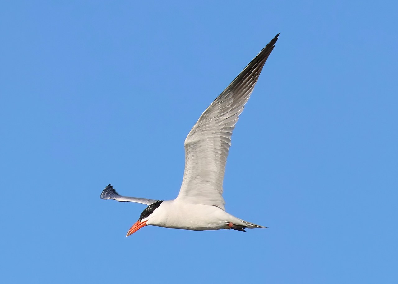 Caspian Tern flying over water