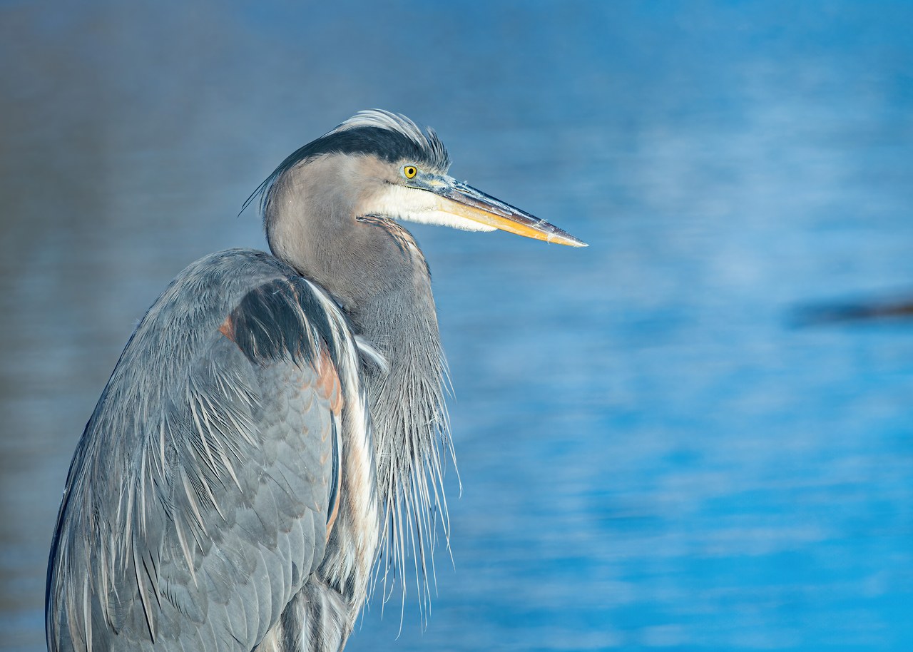 Great Blue Heron standing along wetland shoreline