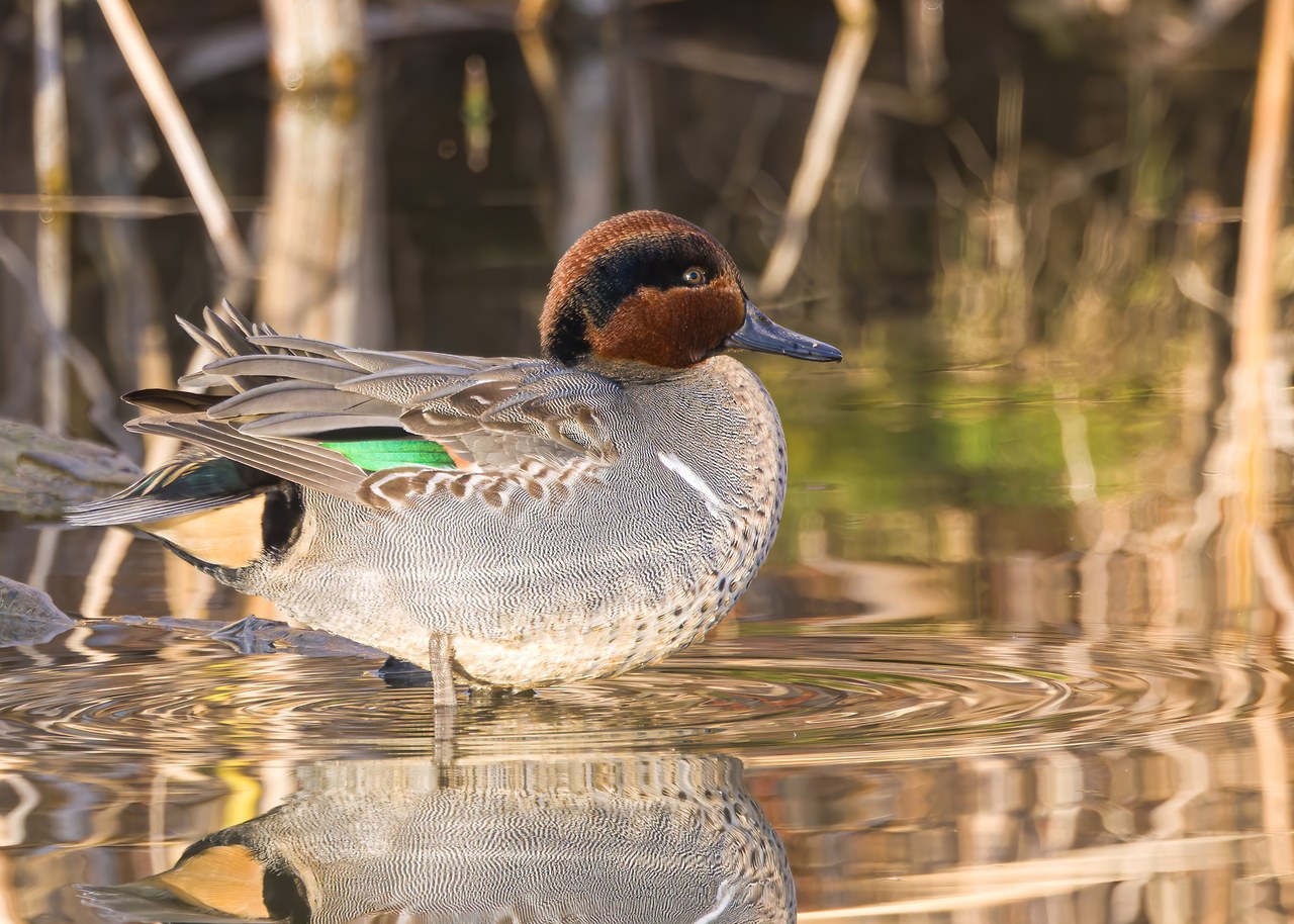 Green-winged Teal swimming in calm wetland water