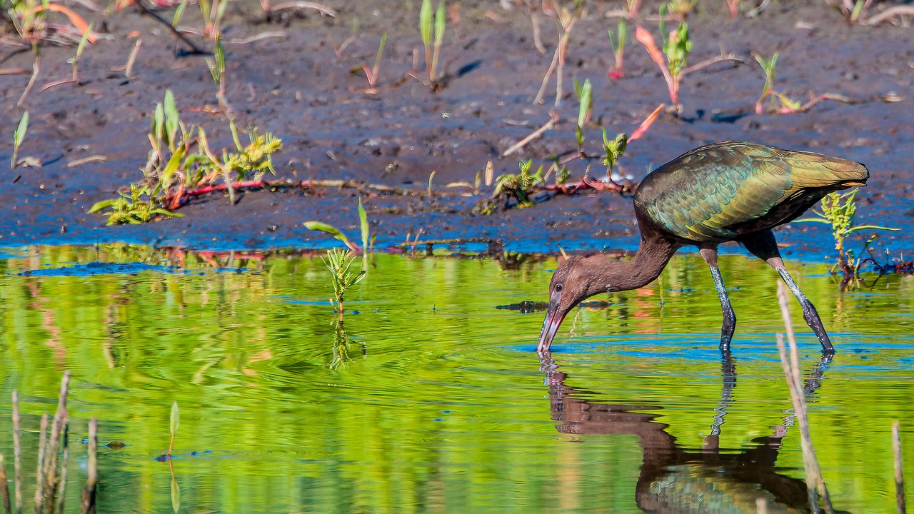 White-faced Ibis perched in wetland habitat at the Provo River Delta in Utah