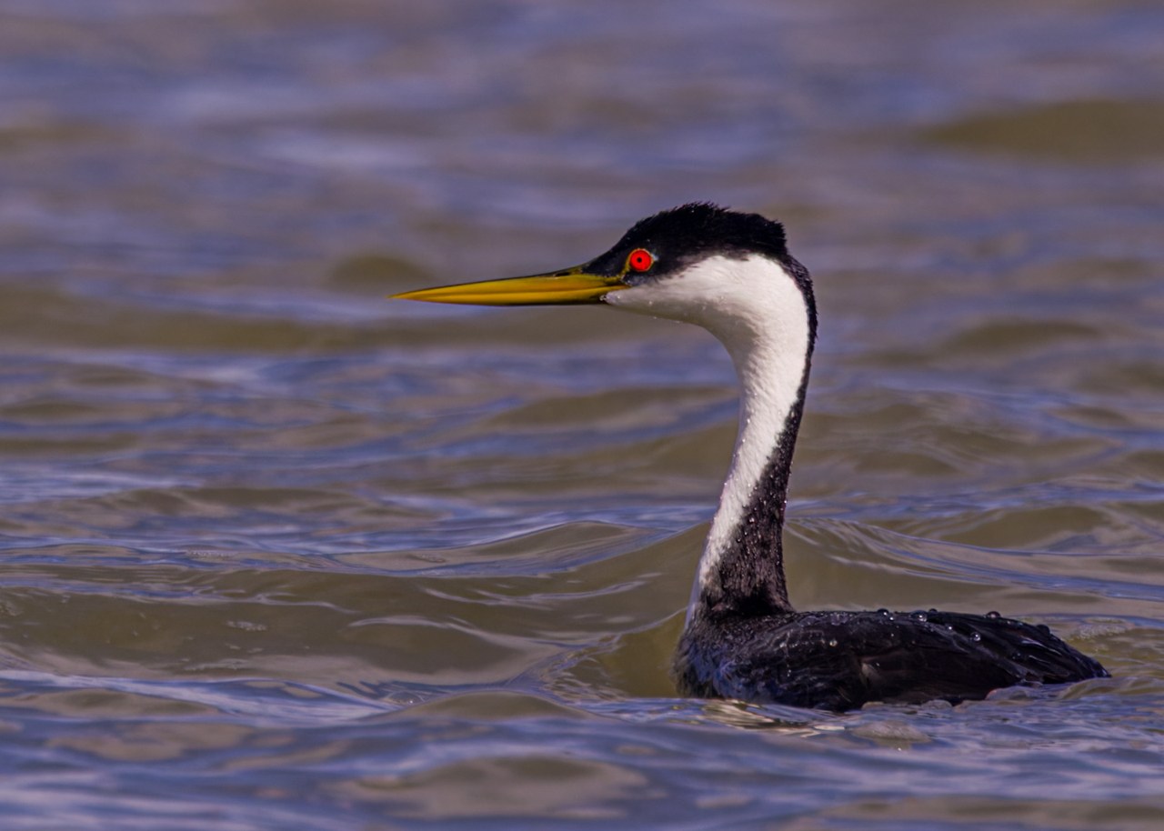 Western Grebe swimming on open water