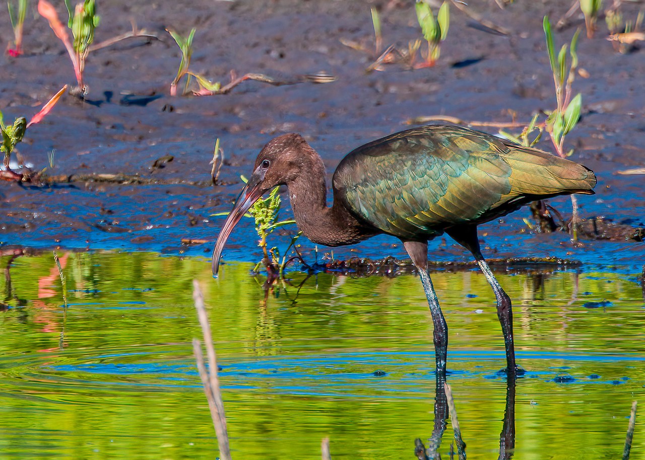 White-faced Ibis in wetland habitat