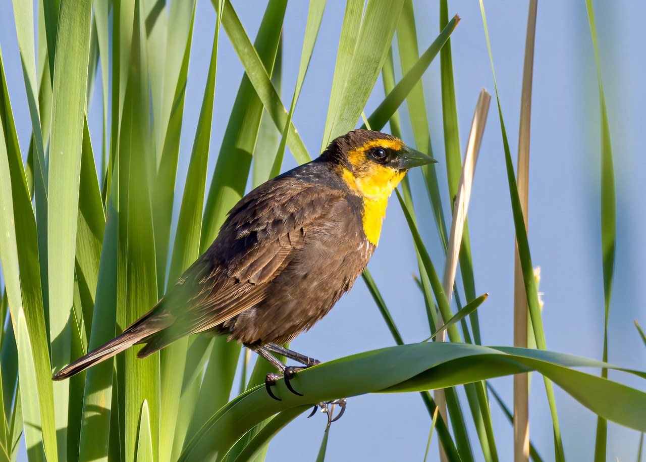 Yellow-headed Blackbird perched in marsh vegetation