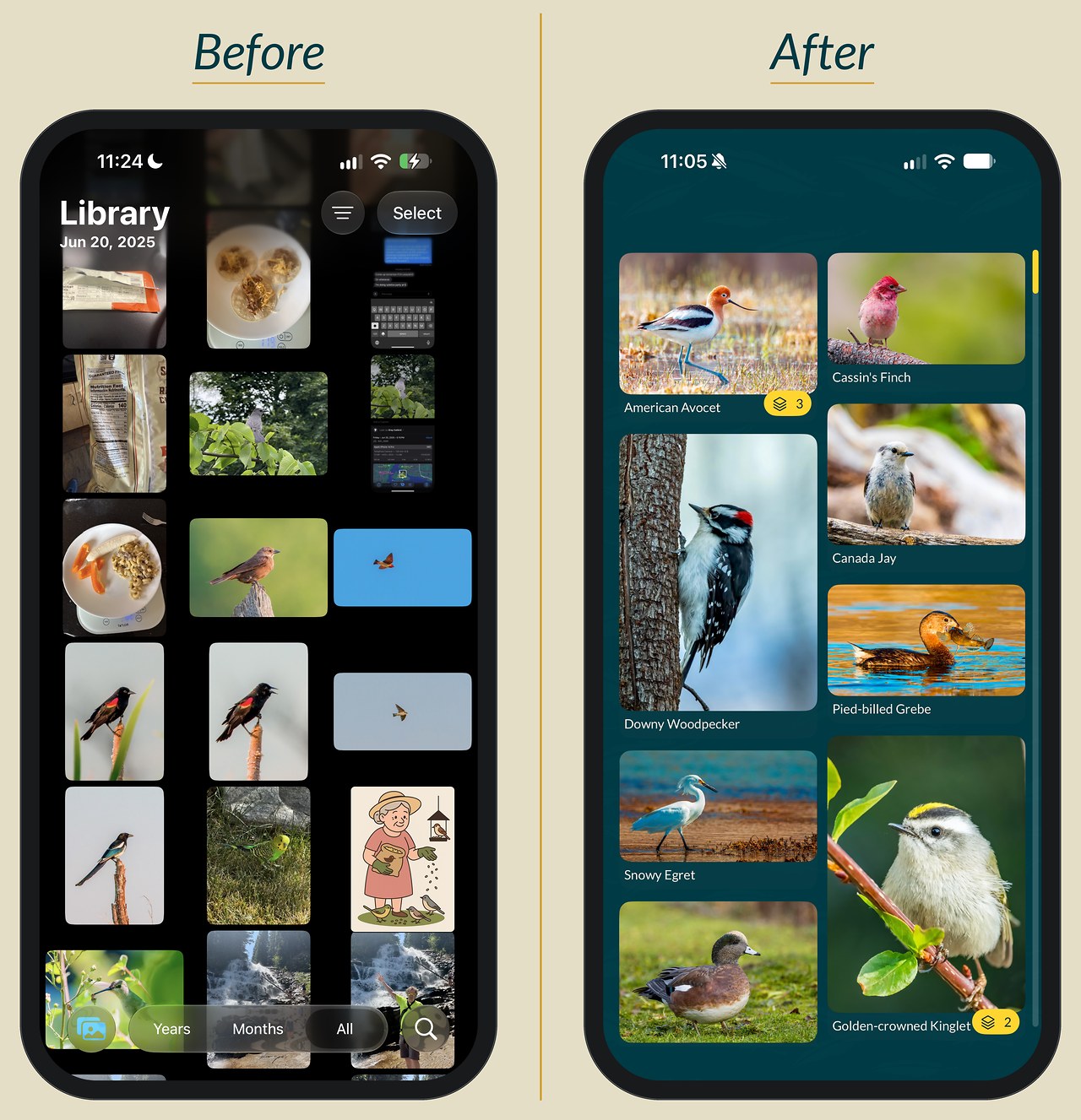 Before: a cluttered iPhone camera roll mixing bird shots with everyday photos like food, screenshots and a drawing. After: the same bird photos organized into the FeatherDex photo grid, labeled American Avocet, Cassin’s Finch, Downy Woodpecker, Canada Jay, Pied-billed Grebe, Snowy Egret, Golden-crowned Kinglet and more