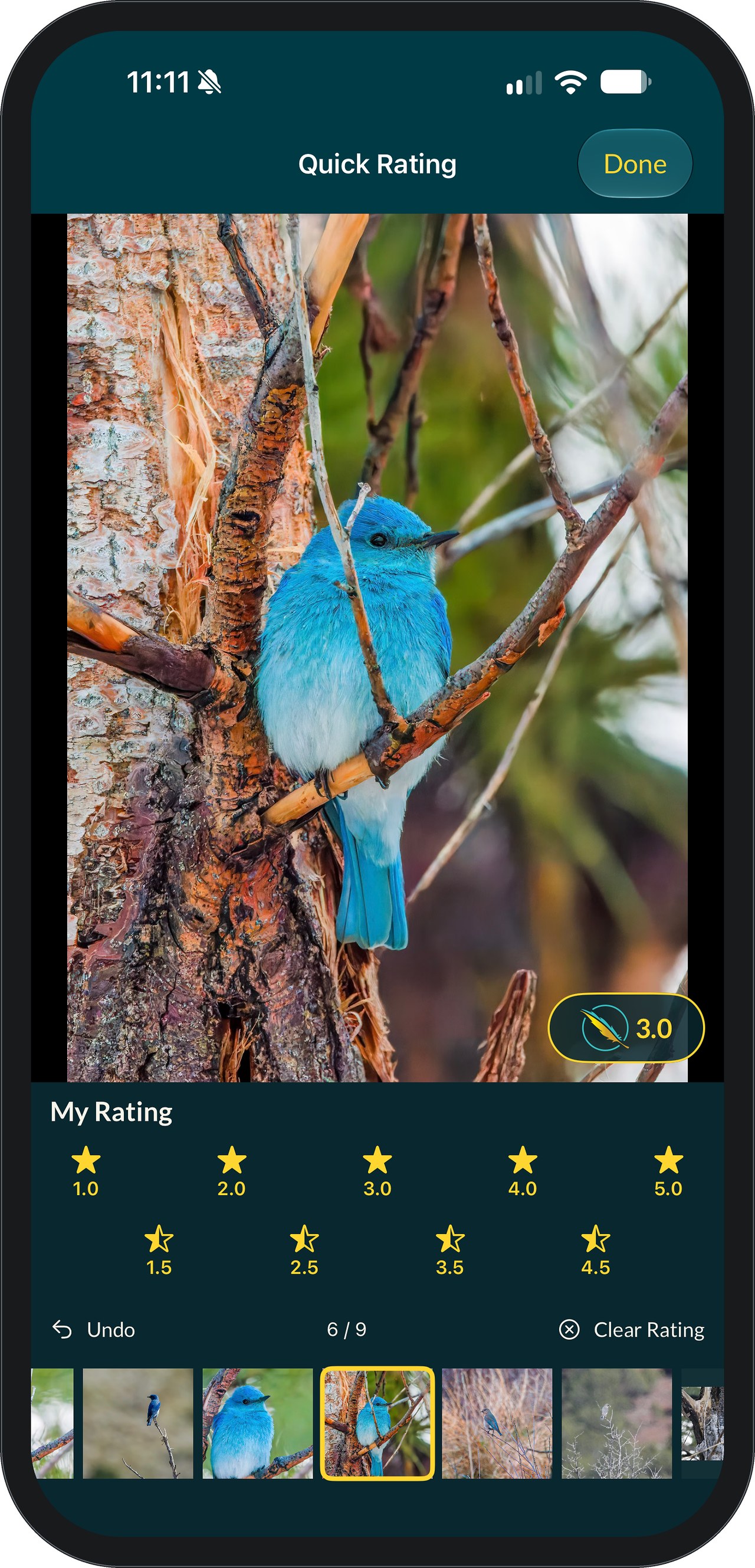 FeatherDex Quick Rating screen showing a Mountain Bluebird perched in a pine, with a gold FQ Rating pill reading 3.0. Below are My Rating star buttons from 1.0 to 5.0 in half-star steps, Undo and Clear Rating controls, a counter reading 6 of 9, and a filmstrip of the other bluebird photos