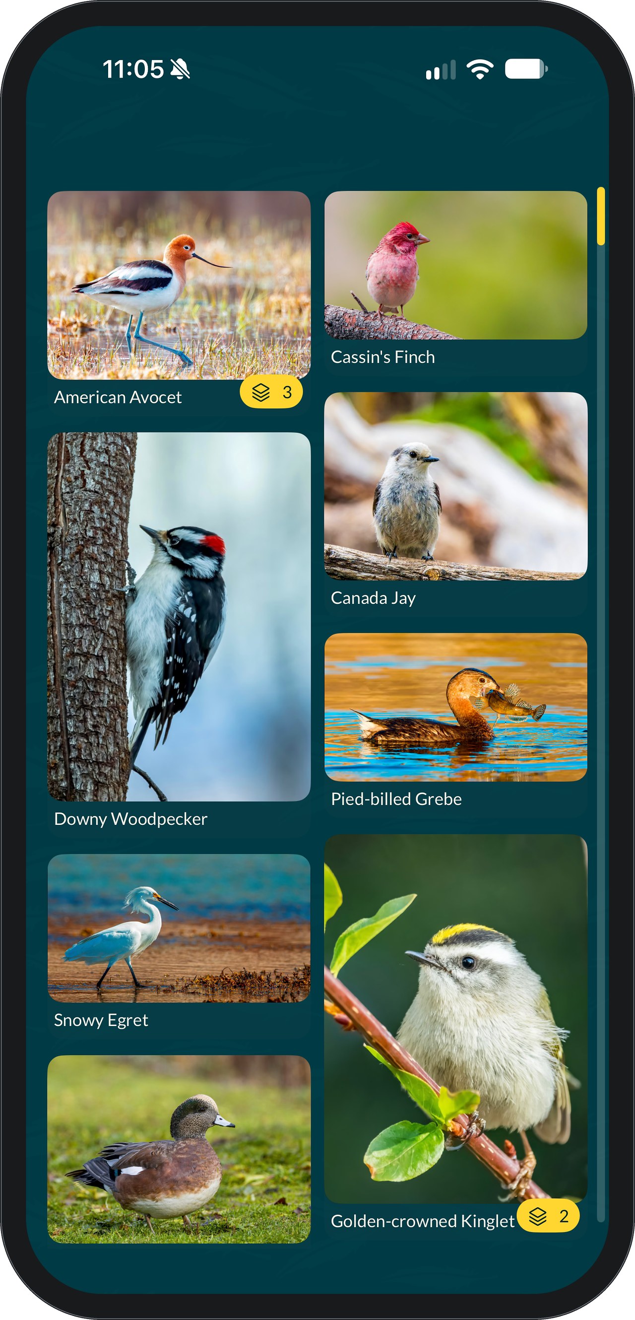 FeatherDex photo grid of species, each labeled: American Avocet with a stack badge of 3, Cassin’s Finch, Downy Woodpecker, Canada Jay, Pied-billed Grebe, Snowy Egret, American Wigeon, and Golden-crowned Kinglet with a stack badge of 2