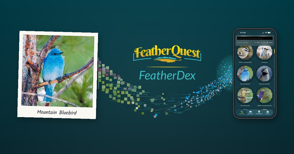 Mike Marshall’s Mountain Bluebird photo in a Polaroid-style print breaking into a stream of pixels that flows into an iPhone showing the FeatherDex species collection, with the FeatherQuest logo and the word FeatherDex between them
