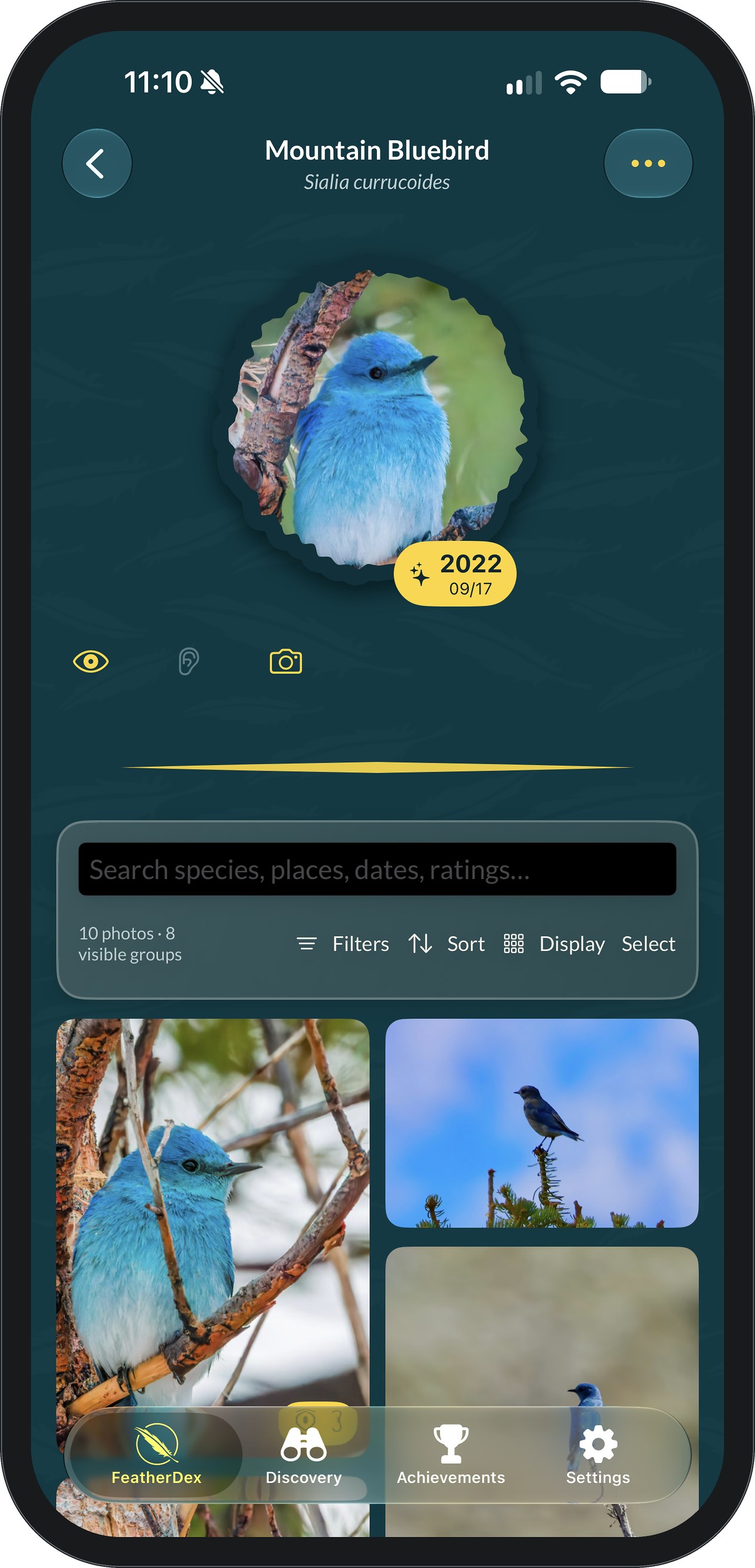 FeatherDex Mountain Bluebird species page with a large badge dated 2022 09/17, eye, ear and camera icons for seen, heard and photographed, and the start of the species photo grid